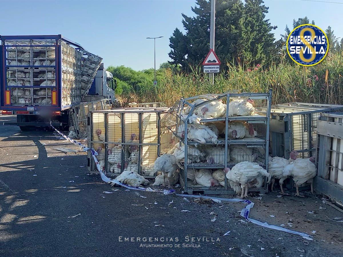 Accidente en la SE-20: Vuelca camión de carga de pavos y provoca corte parcial de la vía