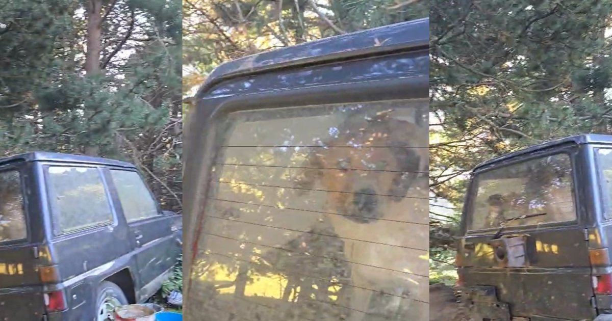 Agentes Rurales denuncian al dueño de cuatro perros abandonados en Tor