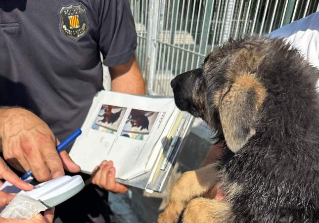 Denuncian perrera de Santpedor por prácticas ilegales: inmovilizados decenas de cachorros por falta de documentación y trazabilidad