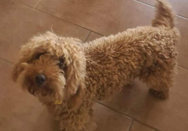 Desaparece Drac, el caniche toy de Barcelona: sospechan que alguien lo tiene en casa