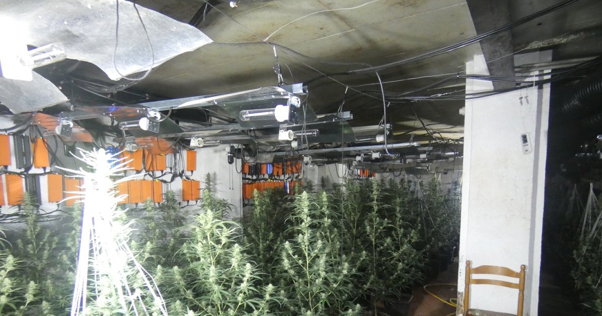 Desarticulada plantación de marihuana en antiguo prostíbulo en Ribera d’Urgellet: dos detenidos por delitos contra la salud pública