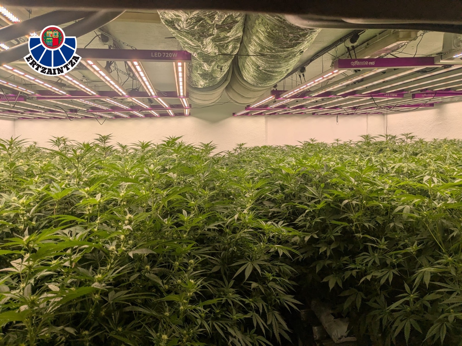 Desarticulan plantación de marihuana en pabellón de Urduliz: dos detenidos por tráfico de drogas