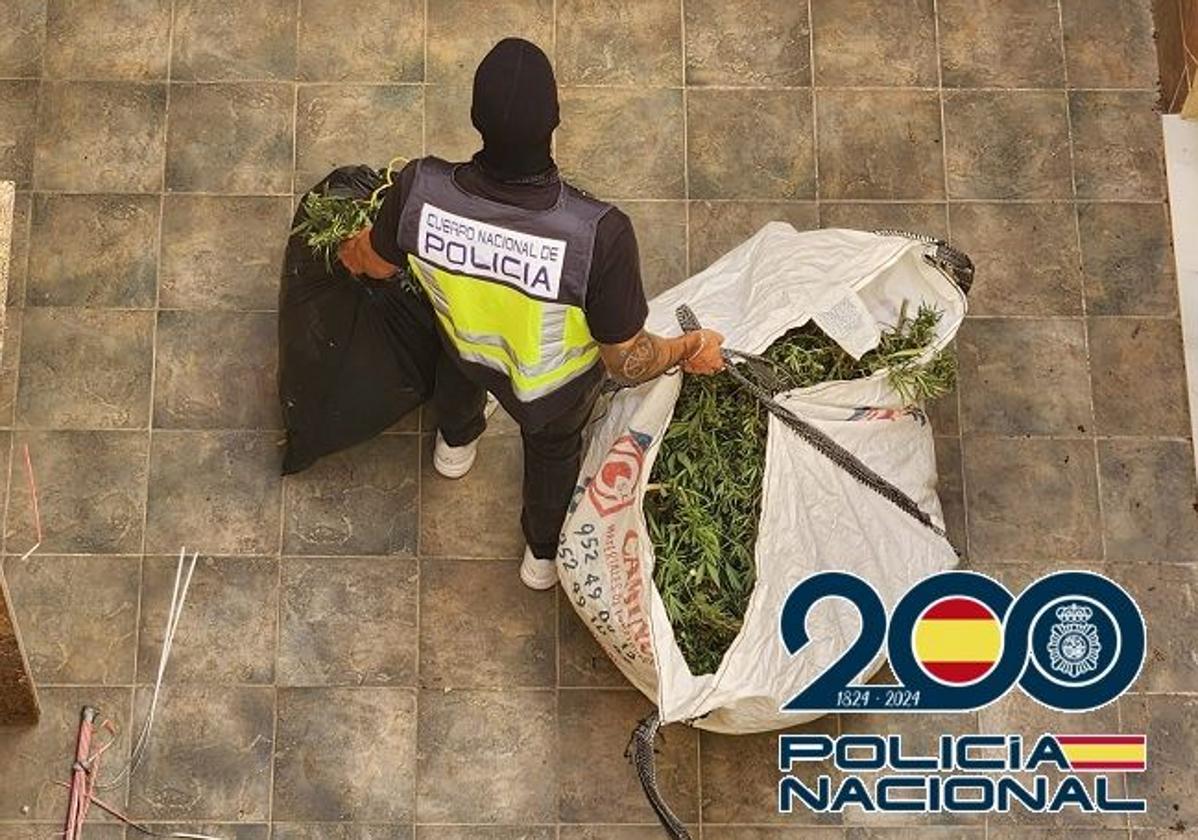 Desmantelan plantación de marihuana en Coín y detienen a tres personas por delitos contra la salud pública