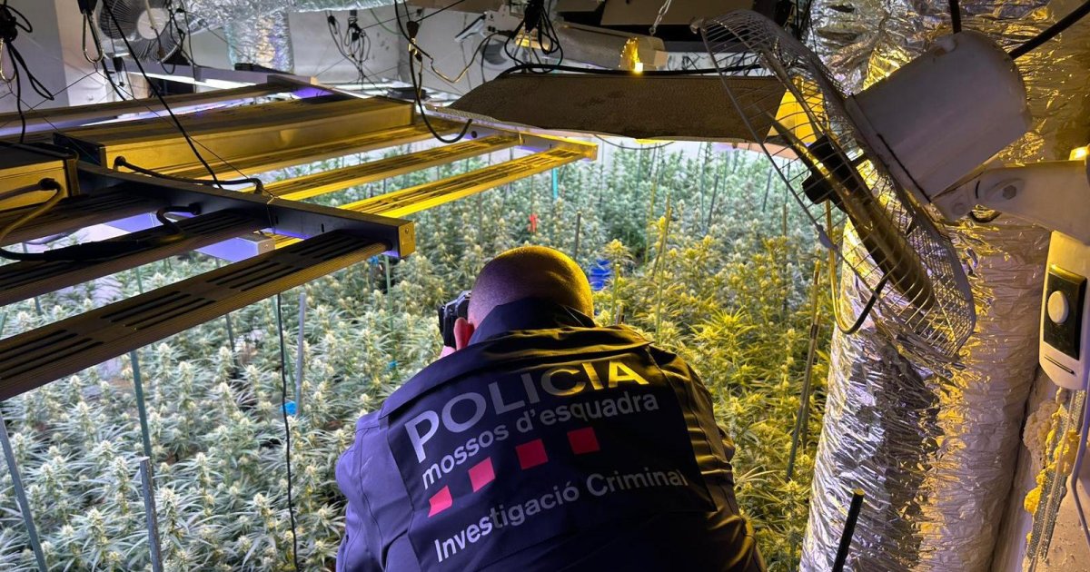 Cae un grupo criminal que tenía una plantación de marihuana en el núcleo urbano de La Pobla de Cérvoles
