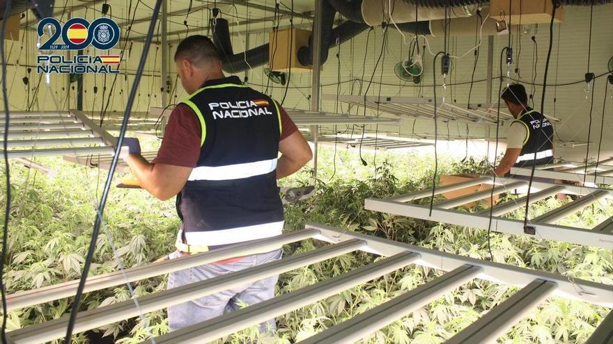 Desmantelan plantaciones de marihuana en naves industriales de la Región de Murcia: incautadas más de 4.400 plantas