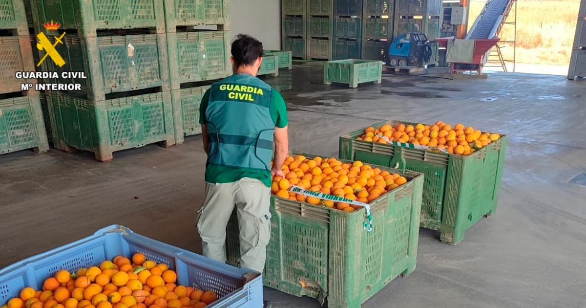 Un agente de la Guardia Civil, junto a las naranjas aprehendidas - guardia civil