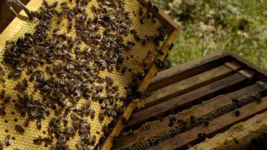 Muere un hombre 63 años por un ataque de abejas en Teruel