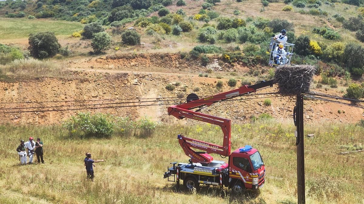 Recuperación de los cadáveres de cigüeñas tiroteadas en Sopeña de Carneros.