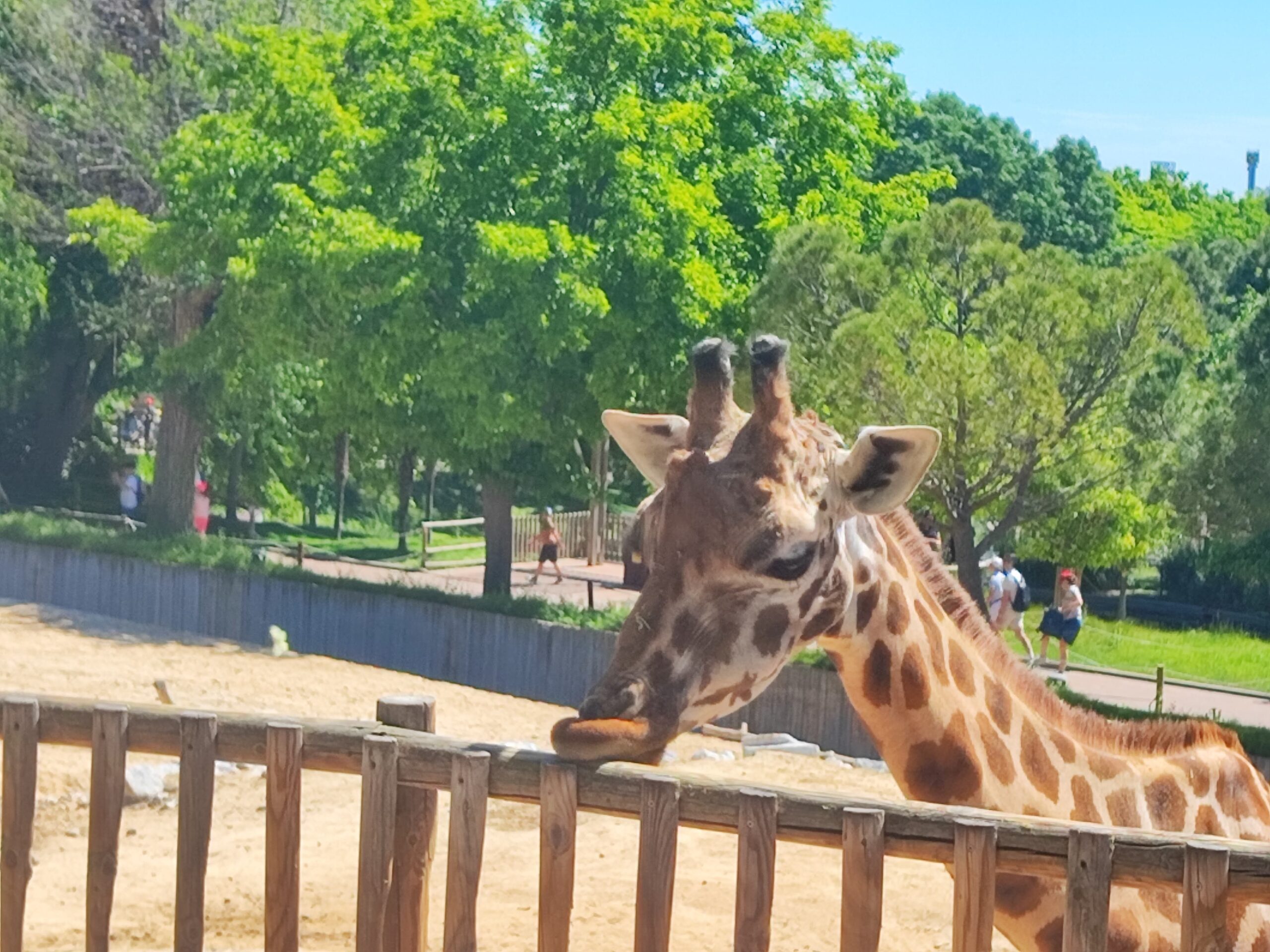 Incendio junto al Zoo de Madrid: Susto en la Casa de Campo