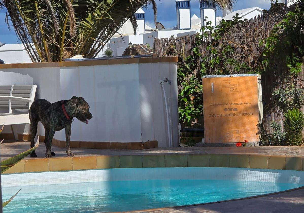 Investigan a un vecino de Haría tras las denuncias vecinales por los ataques de sus perros