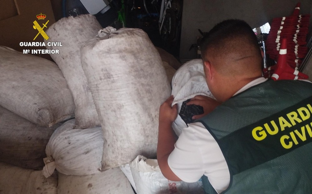 Recuperan 890 kilos de aceituna cornicaba sustraída en Mota