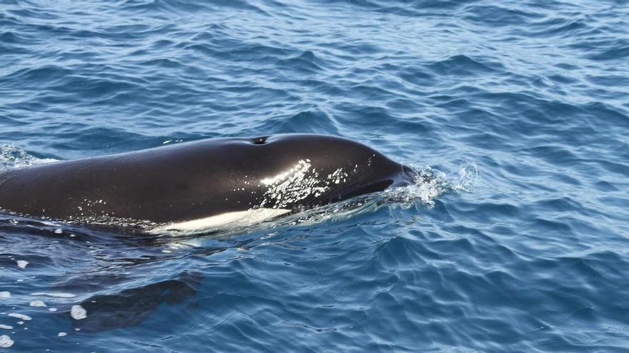 Orcas golpean y rompen timones de veleros frente a la costa vasca en curiosas ‘interacciones’
