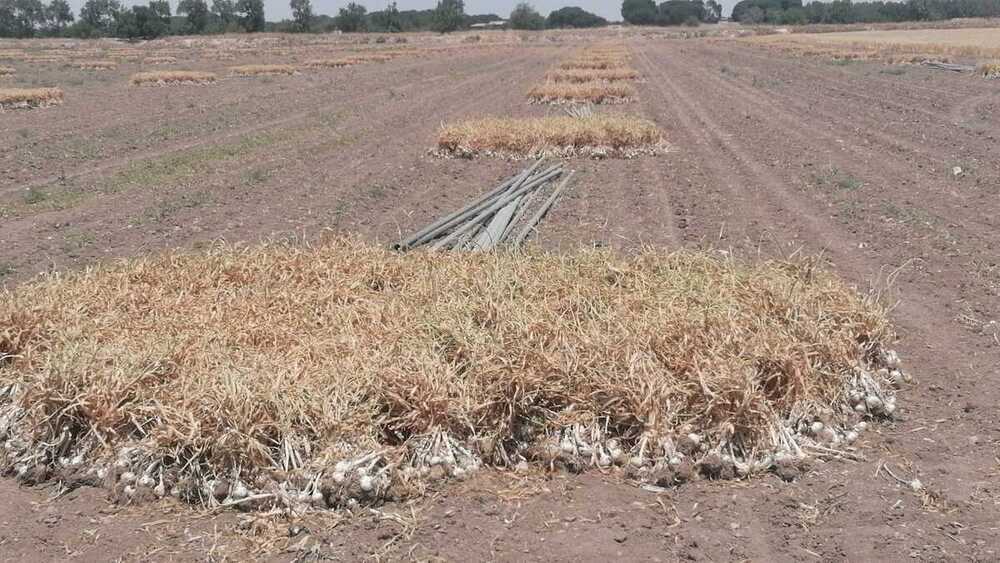 La preocupación se extiende ante el repunte de robos de ajos