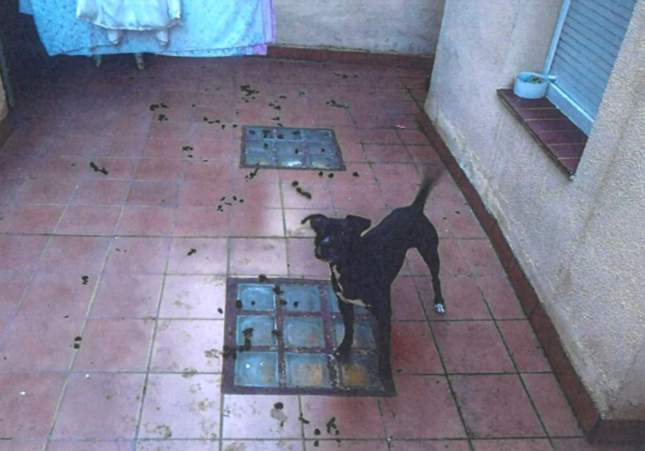 Perro rescatado hospitalet