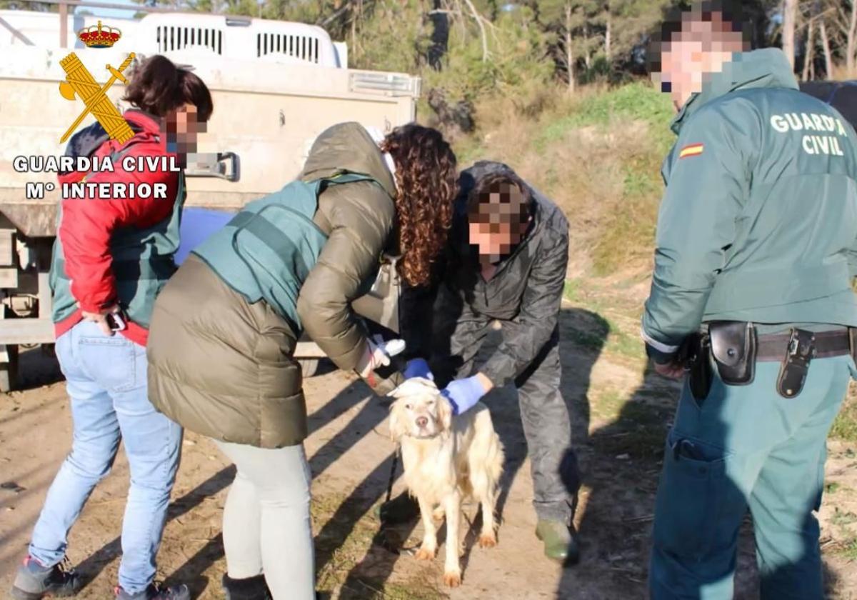 Se desmantela red de maltrato animal tras operación en Navarra y Burgos