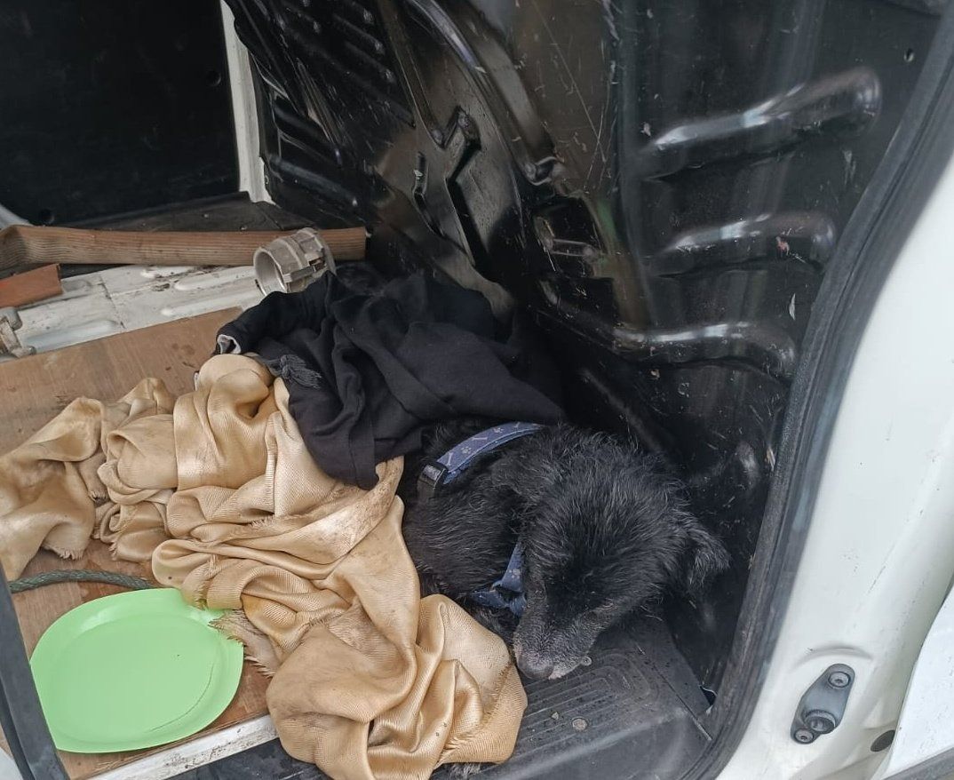 Un perro es rescatado de morir ahogado en el Puerto de La Luz y de Las Palmas