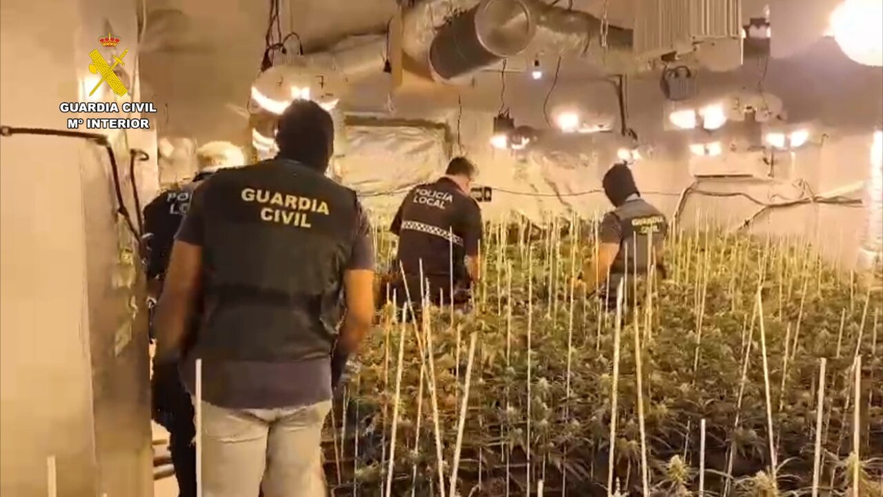 Prisión para un hombre en Hinojos tras pillarle 455 plantas de marihuana en su casa de campo