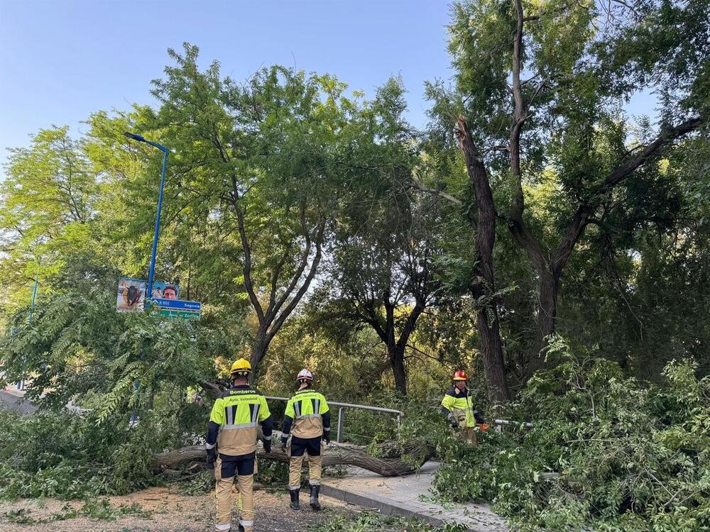 Cortado un carril de Isabel La Católica tras caer un árbol