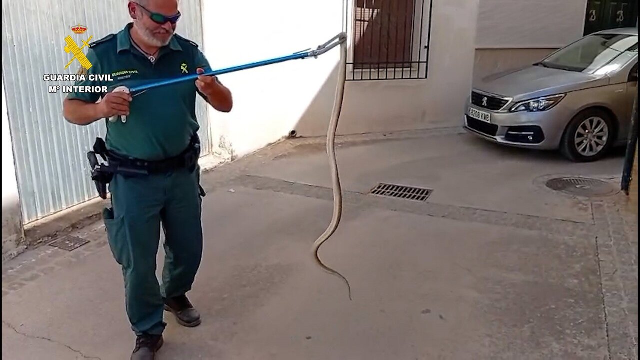 Agentes del Seprona rescatan culebra de escalera de 1,5 metros en Priego de Córdoba