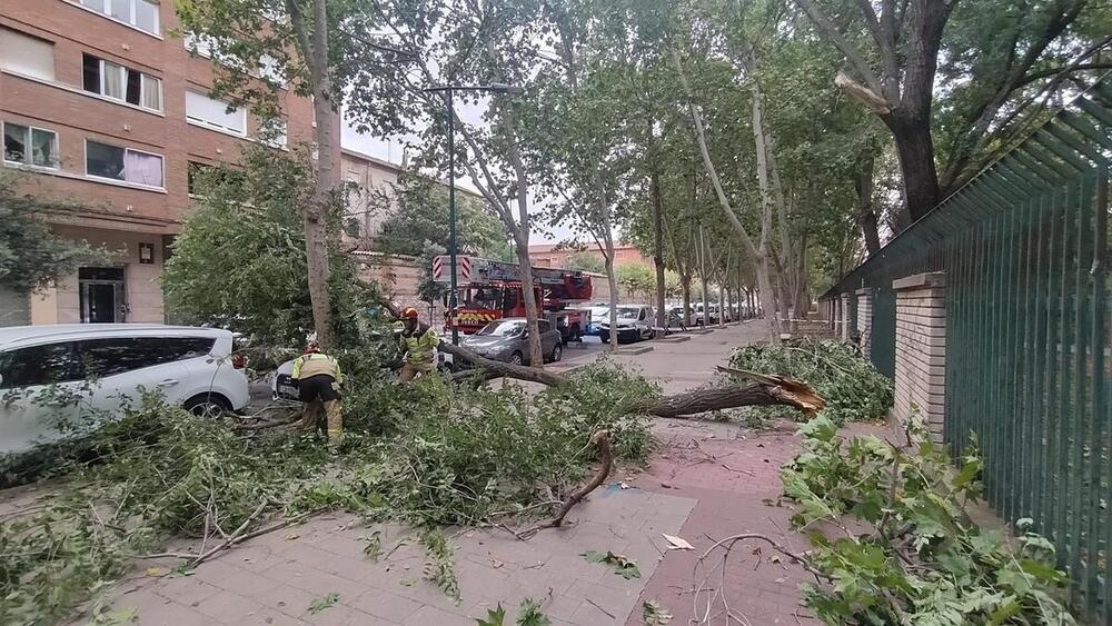 Más de 20 actuaciones de Bomberos  por viento y caída de ramas