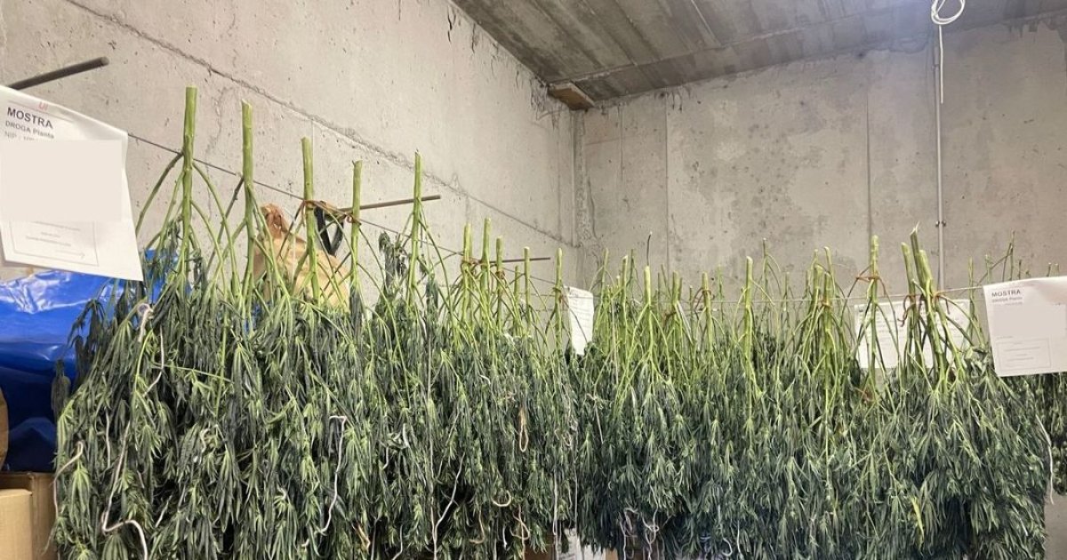 Desmantelamiento de plantaciones de marihuana en Lleida: clave en la lucha contra el narcotráfico