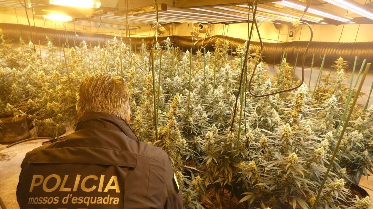 Desmantelan plantación de marihuana en Preixens y donan material al ayuntamiento