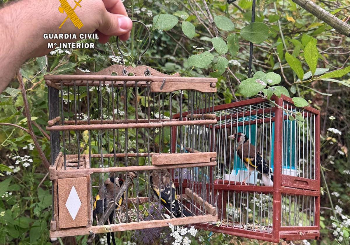 La Guardia Civil investiga a dos personas por la captura ilegal de aves fringílidas