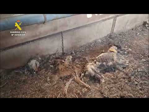 Hallan 32 perros muertos por inanición en una finca de Azuaga: investigado por abandono animal