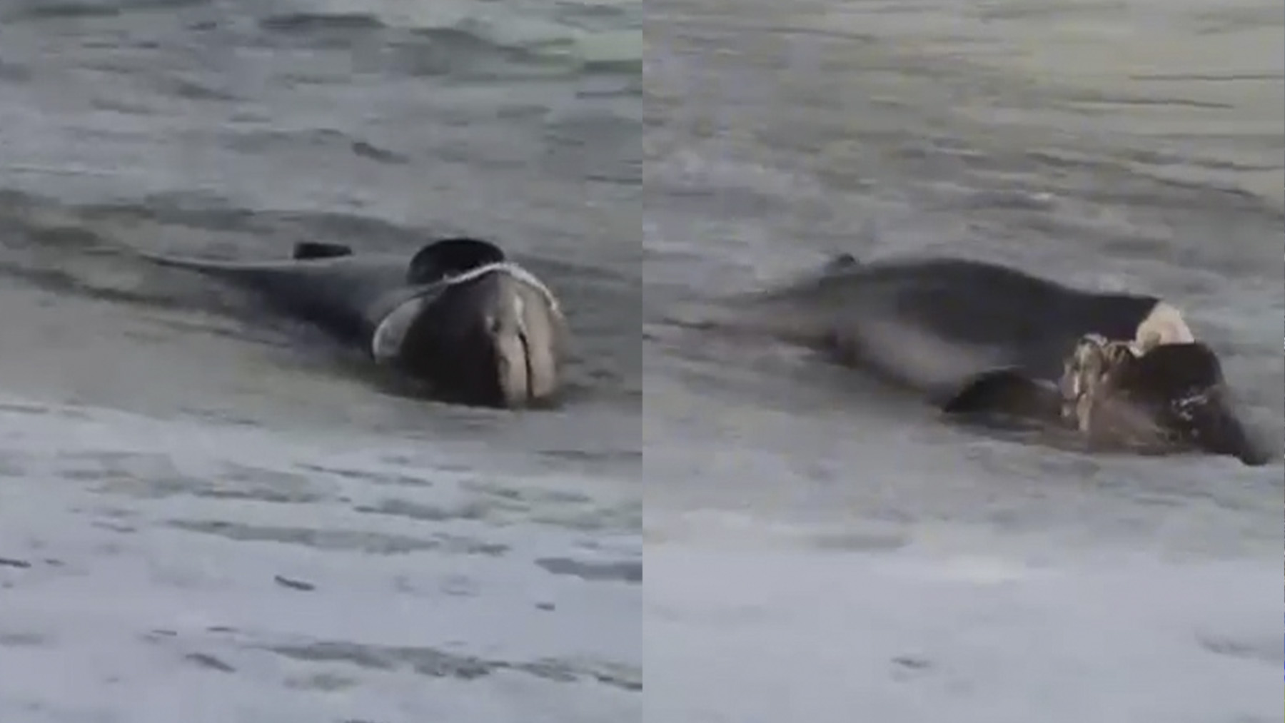 Hallan tiburón muerto en la playa de Can Pere Antoni de Palma, causando conmoción entre los bañistas