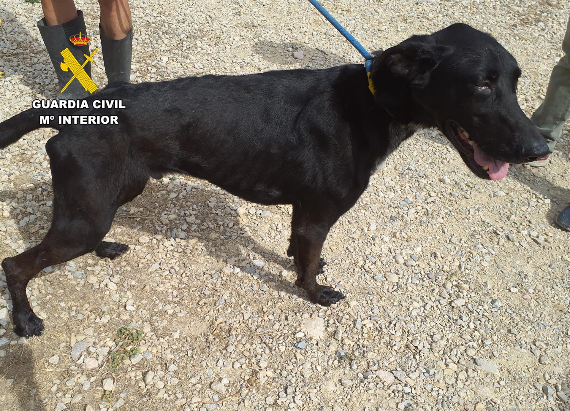La Guardia Civil encuentra en una casa de San Pedro del Pinatar a tres perros con carencia alimenticia