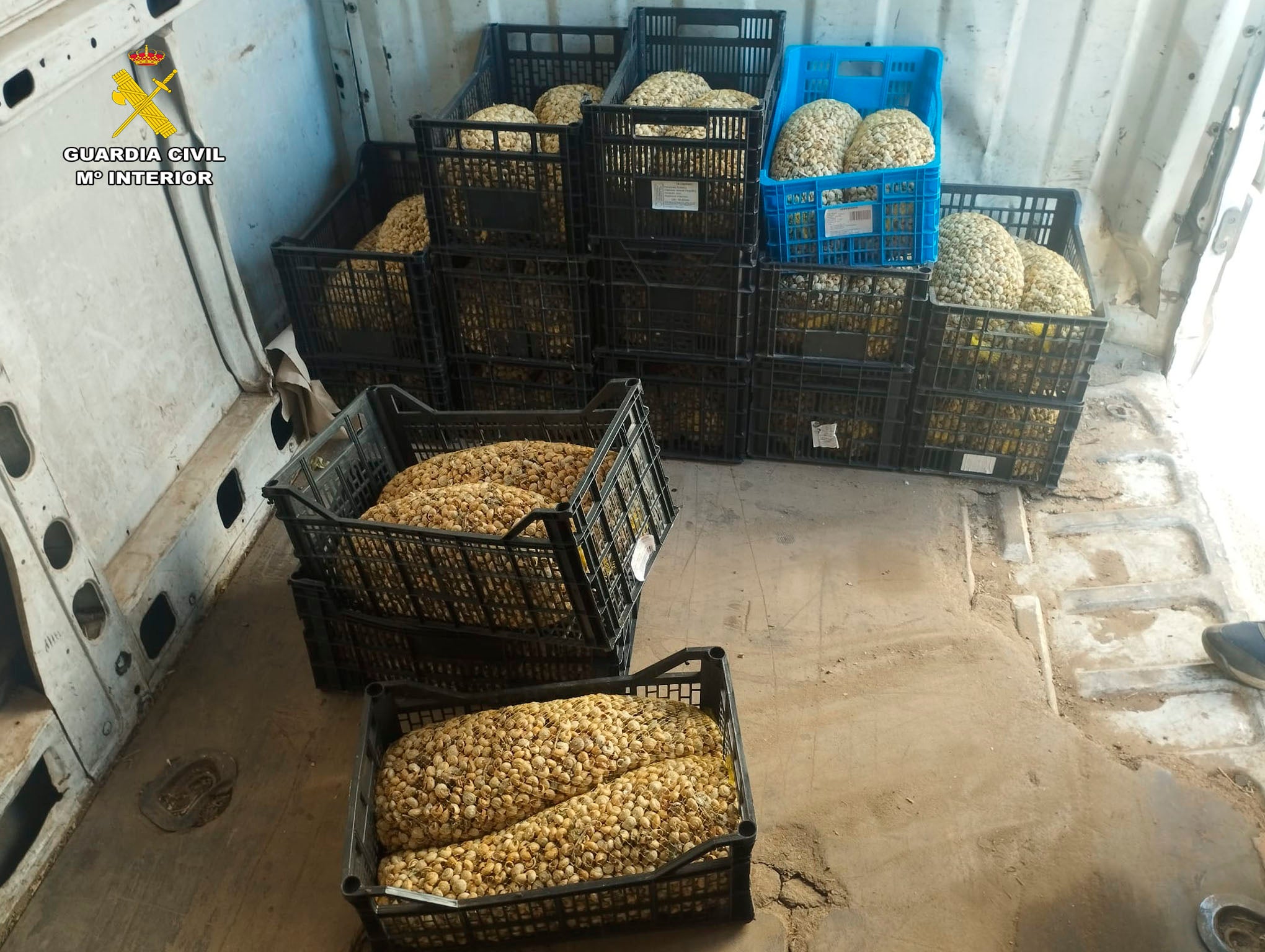 Intervenidos 430 kilos de caracoles silvestres en La Rioja: riesgo para la salud pública.