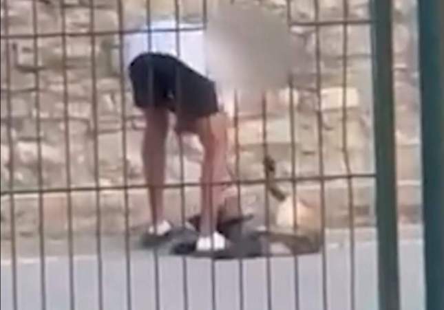 maltrato perro calaf