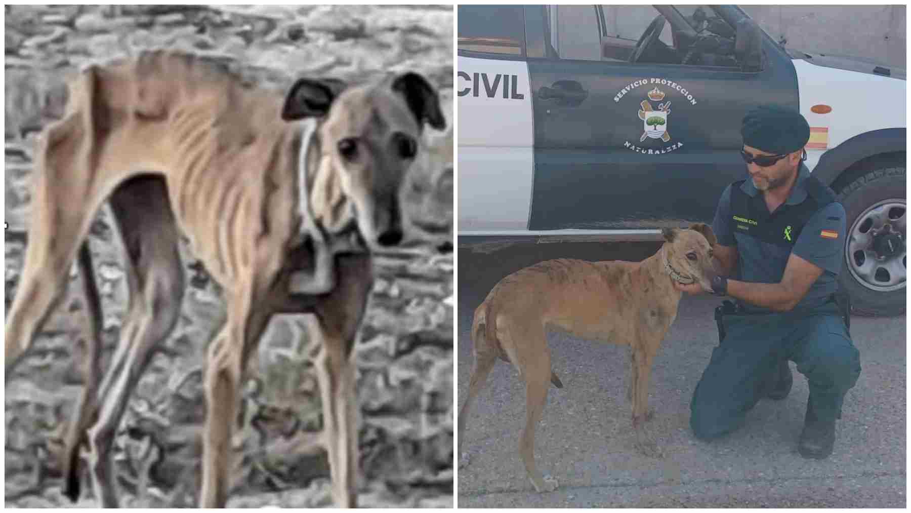 Propietario imputado por maltrato animal tras encontrar a una perra Galgo desnutrida en Peralta.