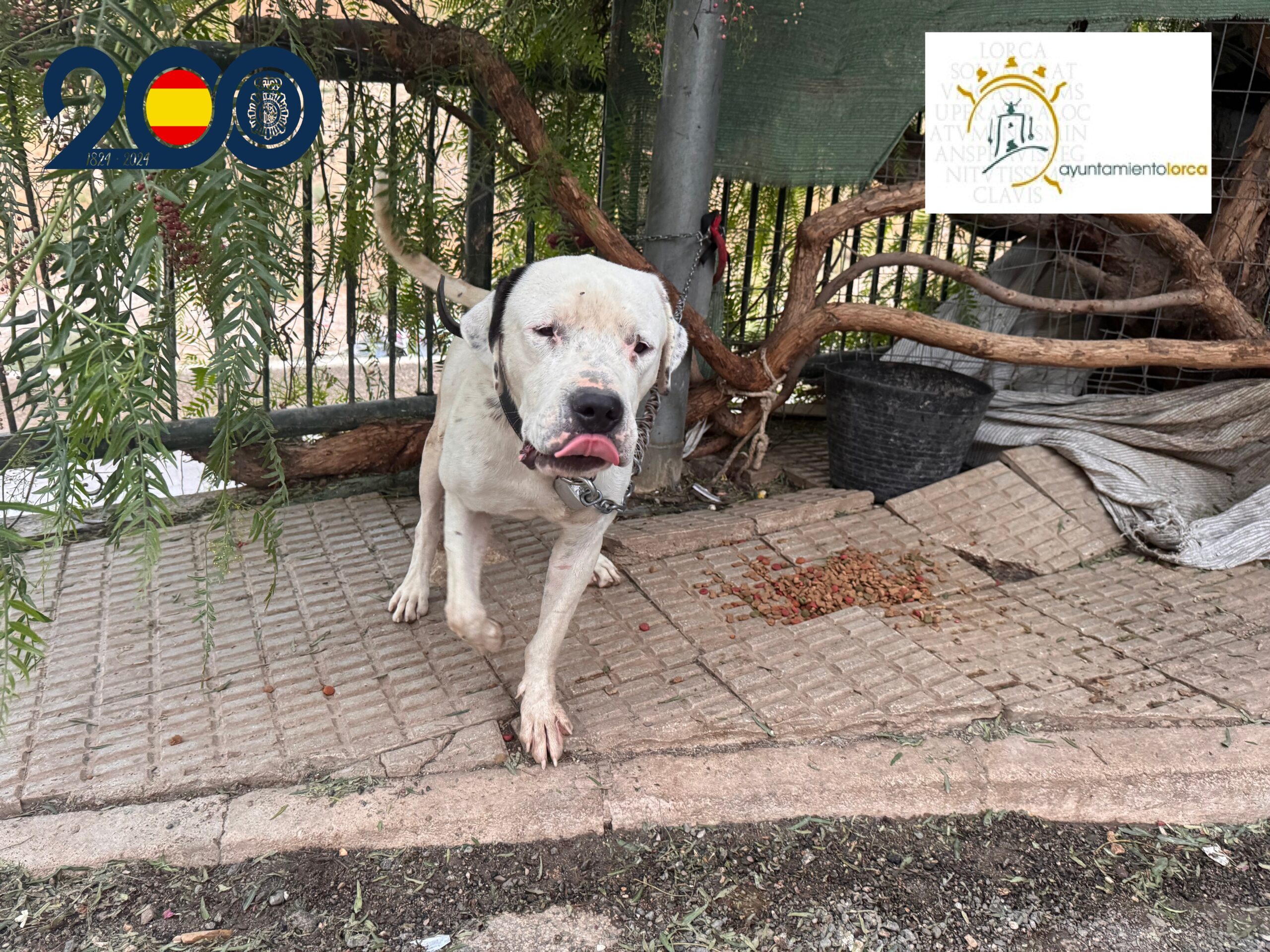 Rescatan en Lorca a un perro herido y abandonado