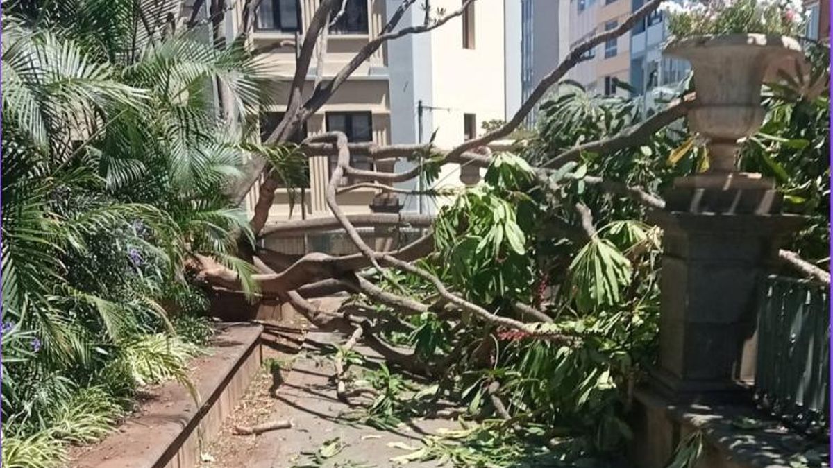 Una rama de un árbol cae en la Plaza del Príncipe de Santa Cruz de Tenerife, causando daños en un vehículo y en la estructura de la plaza