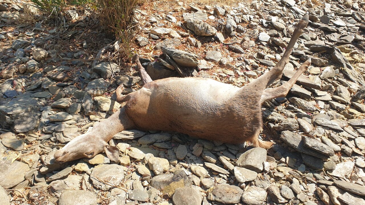 Ecologistas denuncian matanzas ilegales de ciervas durante la veda en la sierra de Berrocal