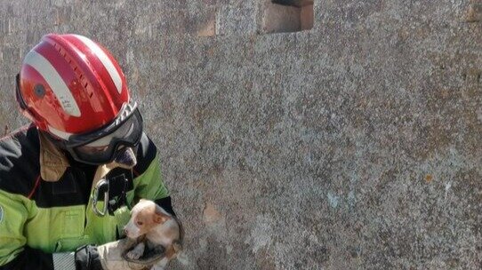 Vídeo| Rescate heróico: bomberos salvan a un cachorro atrapado en un muro en Paterna del Campo