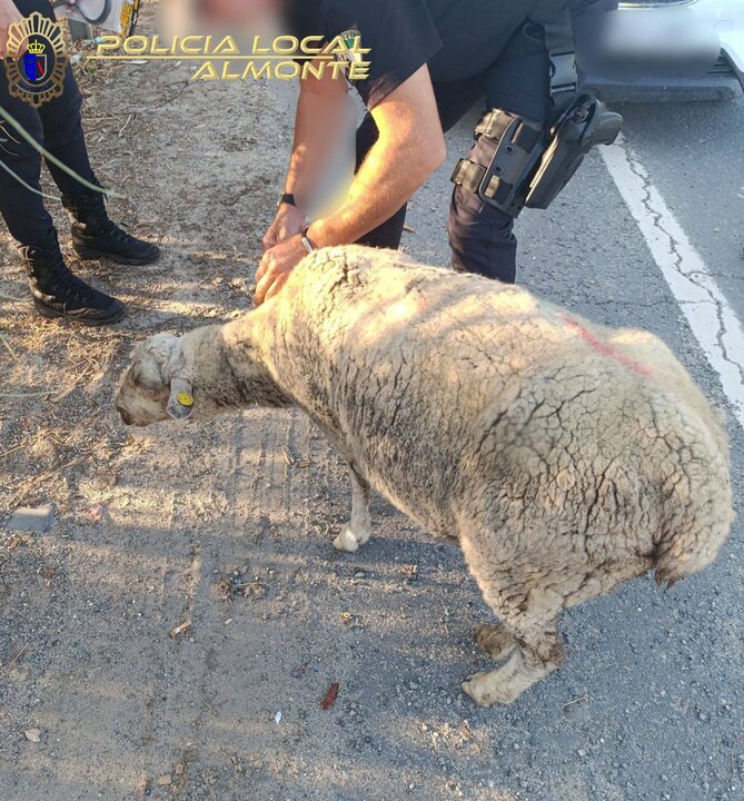Oveja encontrada en la autovía. Fuente: Facebook Plataforma Policía Local de Almonte