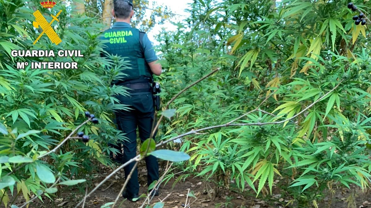 Detenido en León por cultivar una gran plantación de marihuana en un huerto discreto