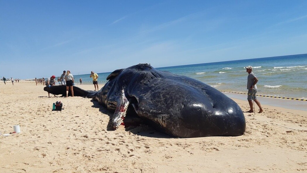 Encuentran un impresionante cachalote en la orilla de una playa de Portugal