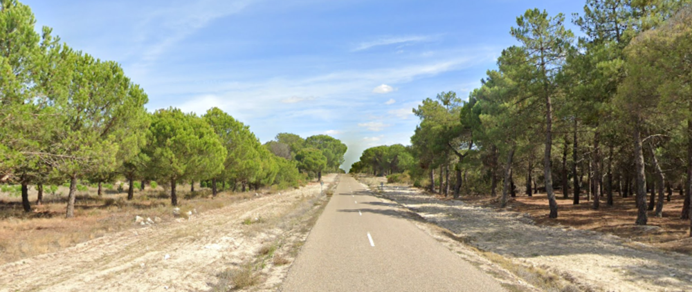 Hallado el cadáver de un joven en un pinar de Montemayor