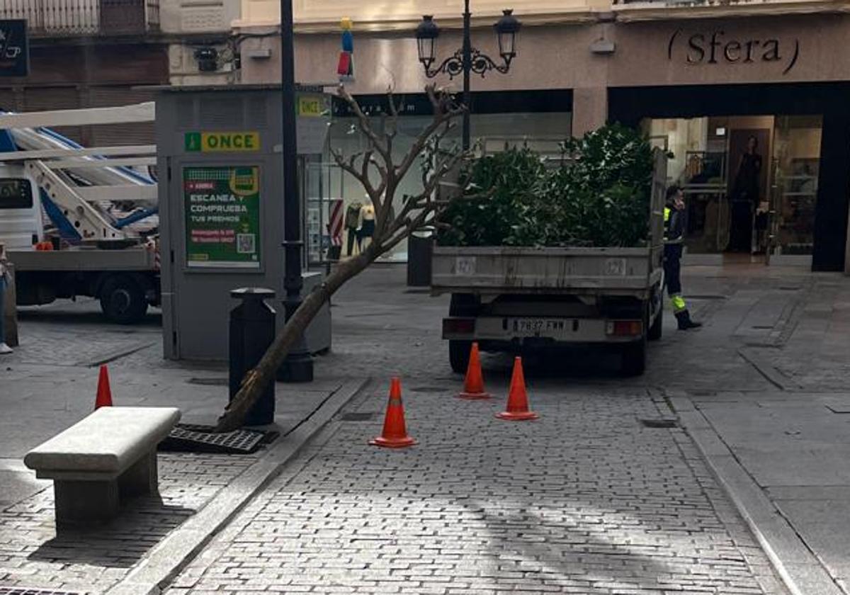 Impactante accidente en el centro de Salamanca: un coche en caída libre choca contra un árbol en la calle Toro