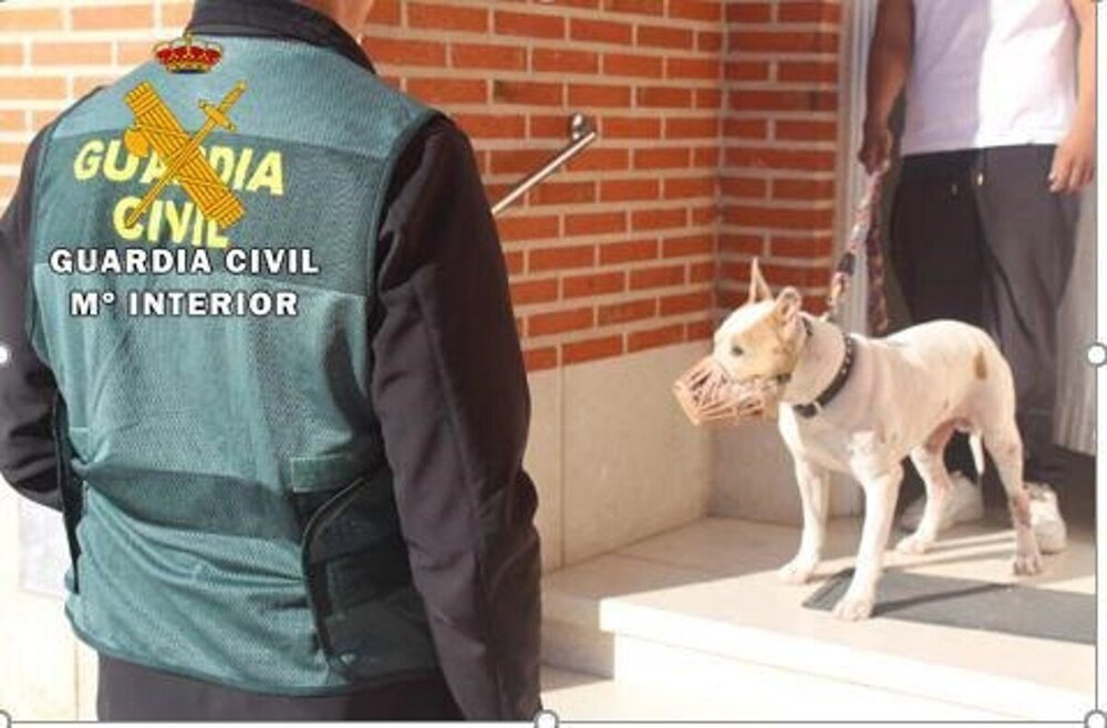 Investigan al dueño de un perro potencialmente peligroso que atacó y mató a otro perro en Alaejos