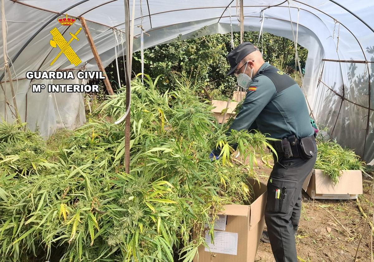 La Guardia Civil desmantela plantación de marihuana en invernadero en la Riojilla burgalesa