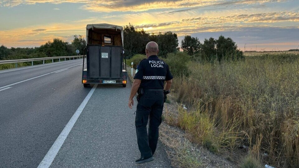 Retiran una borrega suelta en la carretera hacia Rociana, un riesgo para conductores