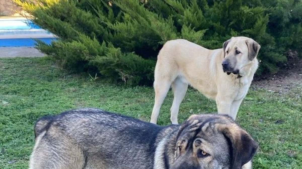 Denuncian el robo de dos perros en l’Horta de Lleida