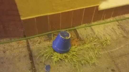 Almonte denuncia actos vandálicos que dañan flores, fuentes y mobiliario urbano