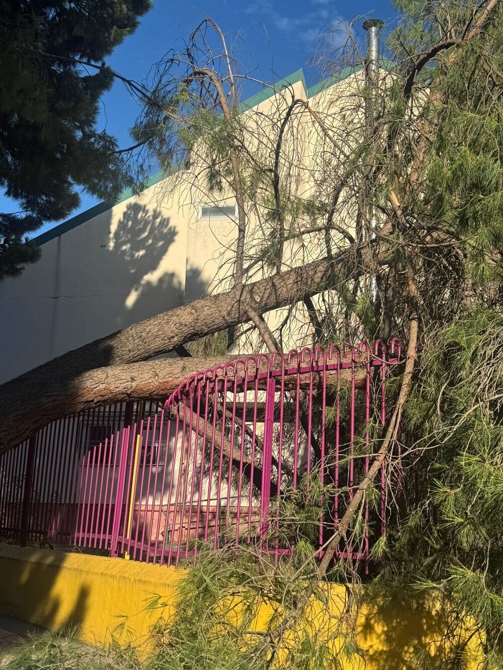 Cae un árbol sobre la valla de la Escuela Municipal de Música