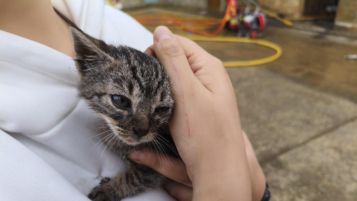 Bomberos del parque de Valencia de Don Juan de la Diputación de León rescatan un gato en el incendio de una vivienda en Pajares de los Oteros.