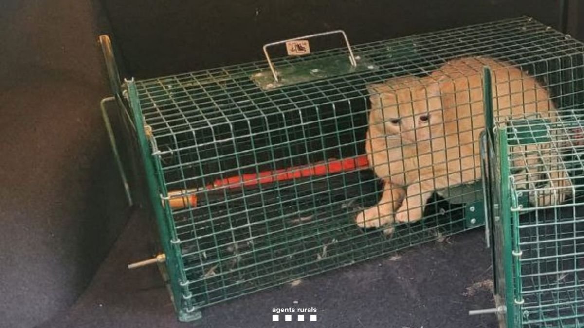 Agentes Rurales denuncian a persona por abandonar gatos en zona protegida del Aigüestorges